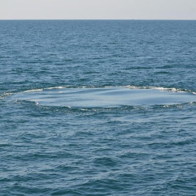 红烧鲍鱼成品摆盘，鲍鱼色泽红亮、汤汁浓稠，配以翠绿西兰花，高档中餐宴席呈现