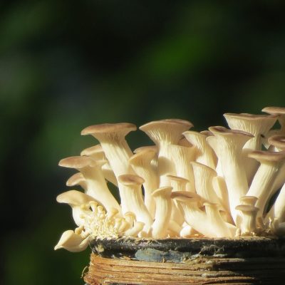 金黄色干鲍鱼整齐摆放在木质托盘上，表面有细密纹路，干制后散发浓郁海洋鲜香