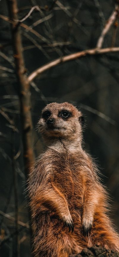 鲍鱼 App 分类浏览界面截图，标签墙按主题分层排布，用户手指正点选其中一个分类